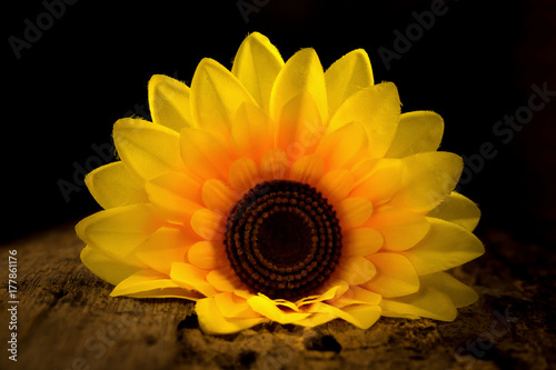 Fototapeta Naklejka Na Ścianę i Meble -  yellow sunflower. dark. night.  wood