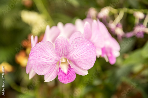 Beautiful Fowers Orchids