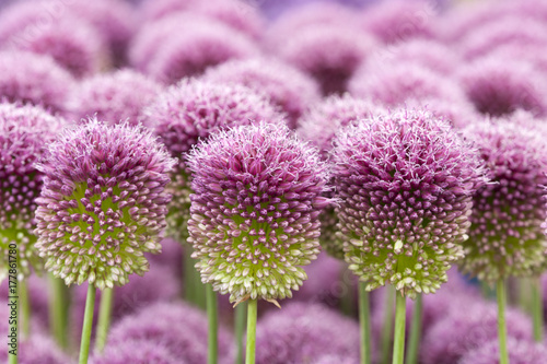 allium sphaerocephalon photo