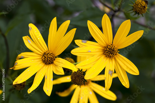 autumn flowers