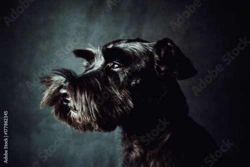 Black shnauzer terrier photo