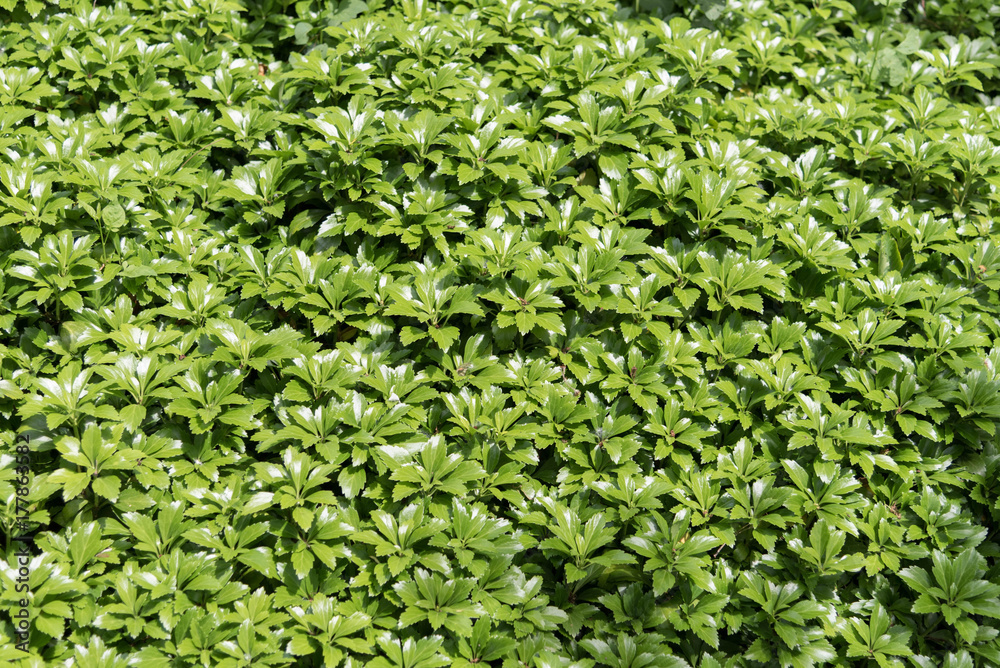 leafy fill leafy fill