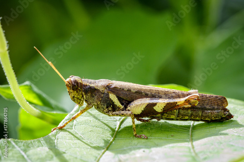 Image of Rufous-legged Grasshopper (Xenocatantops humilis) on green leaves. Insect Animal photo