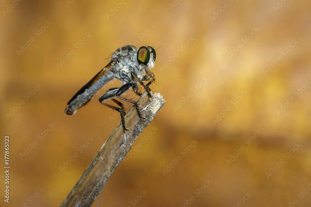 Image of a robber fly(Asilidae) on a branch. Insect. Animal