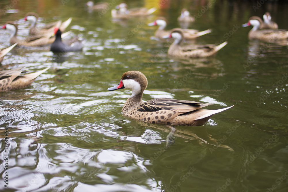 Pintail is swimming on the water. A beautiful animal in the nature habitat. Pintail is swimming on the water. A beautiful animal in the nature habitat.