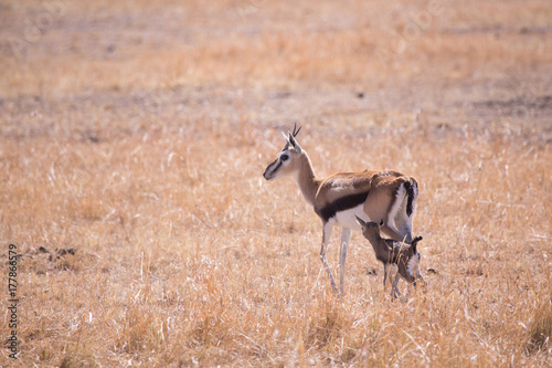 gazelle with her calf in Masai Mara National Park in Kenya Africa