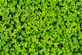 Green carpet of clover