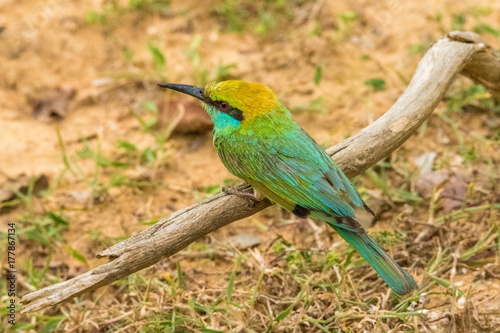Bee-eater