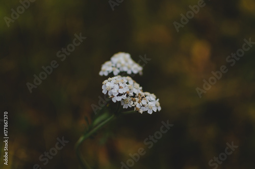 Close-up filtered image of a white flower located in Oteren, Norway in the fall. photo