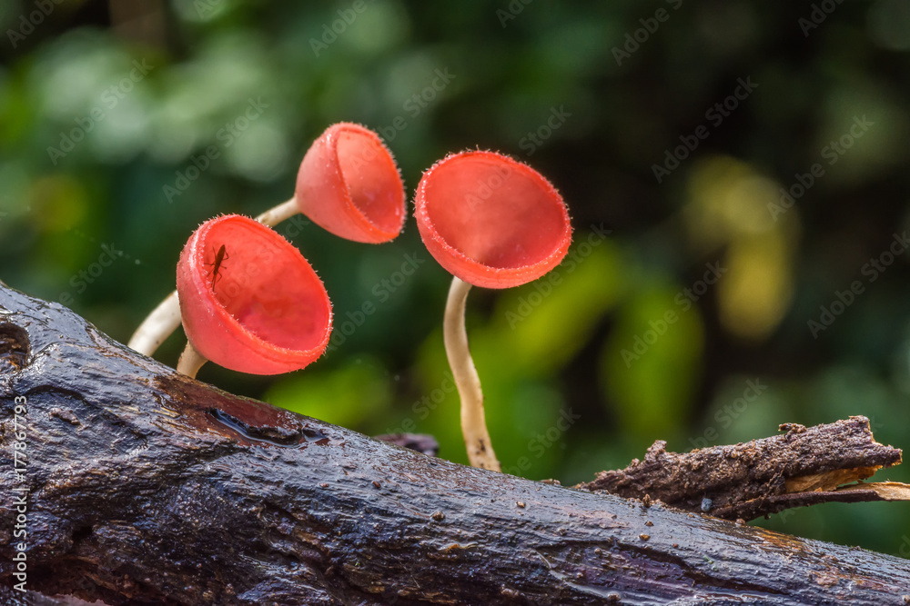 Beautiful red champagne mushrooms growing on decayed tree Beautiful red champagne mushrooms growing on decayed tree