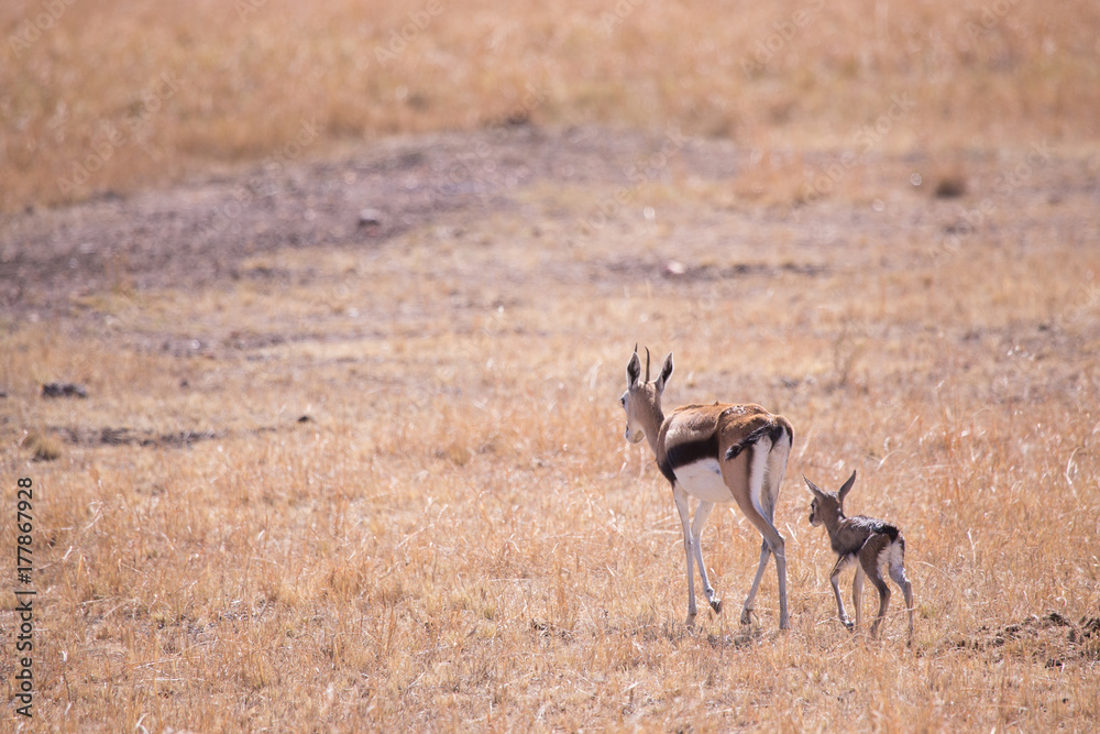 gazelle with her calf in Masai Mara National Park in Kenya Africa gazelle with her calf in Masai Mara National Park in Kenya Africa