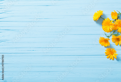 calendula flowers on blue wooden background © Maya Kruchancova