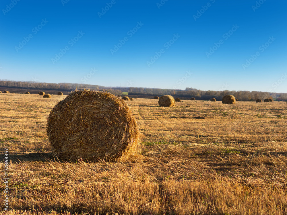 Rural landscape field meadow with hay bales after harvest in sunny evening at sunset or sunrise in late summer. Blue sunny sky. Rural landscape field meadow with hay bales after harvest in sunny evening at sunset or sunrise in late summer. Blue sunny sky.