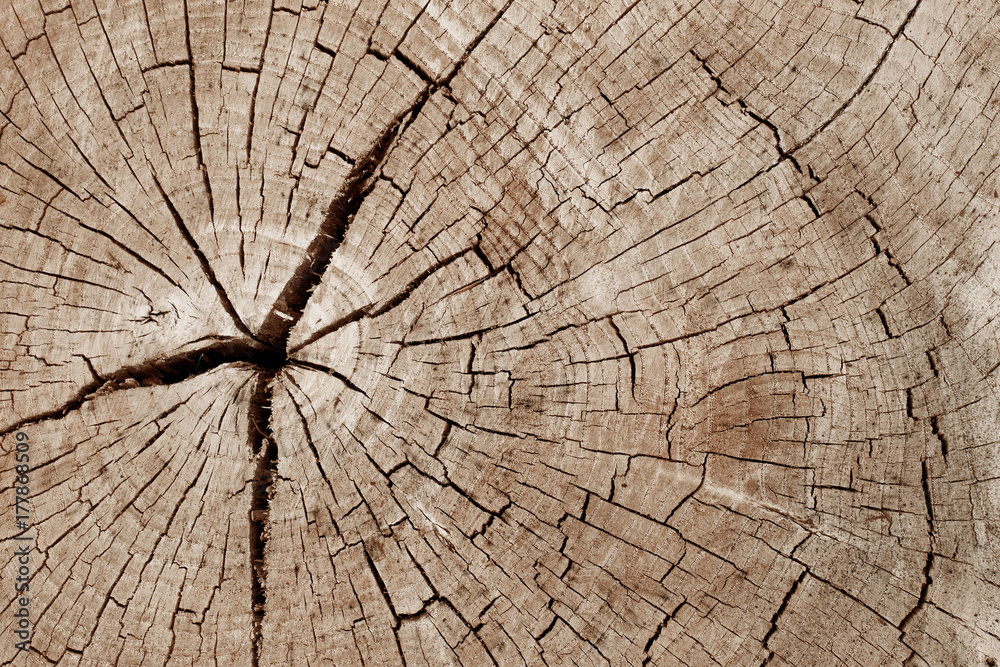 wood stump texture.