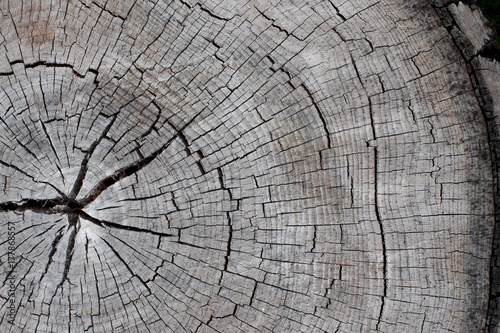 wood stump texture