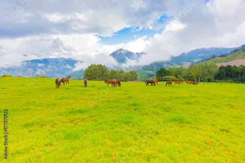 wild horses in a farm of Volcan City Panama