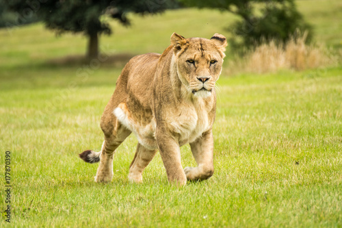 Lioness Hunters