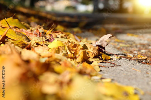 huge heap of autumn leaves