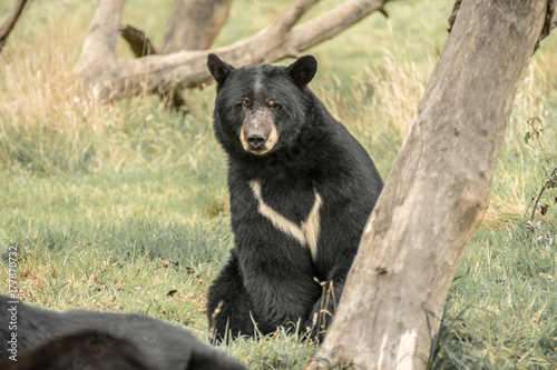 Bear North American Black © Sussex Media