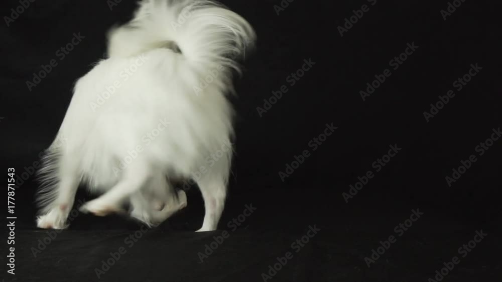 Beautiful young male dog Continental Toy Spaniel Papillon playing with plush toy on black background slow motion stock footage video Beautiful young male dog Continental Toy Spaniel Papillon playing with plush toy on black background slow motion stock footage video