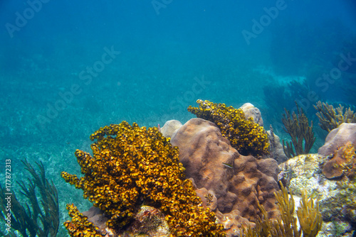 Mesoamerican barrier Great Mayan Reef