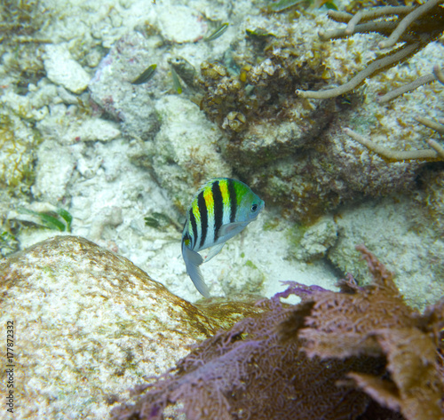 Sergeant major fish in Great Mayan Reef