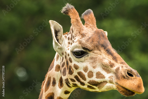 Giraffe Majestic Animals © Sussex Media