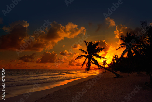 Tulum beach sunset palm tree Riviera Maya