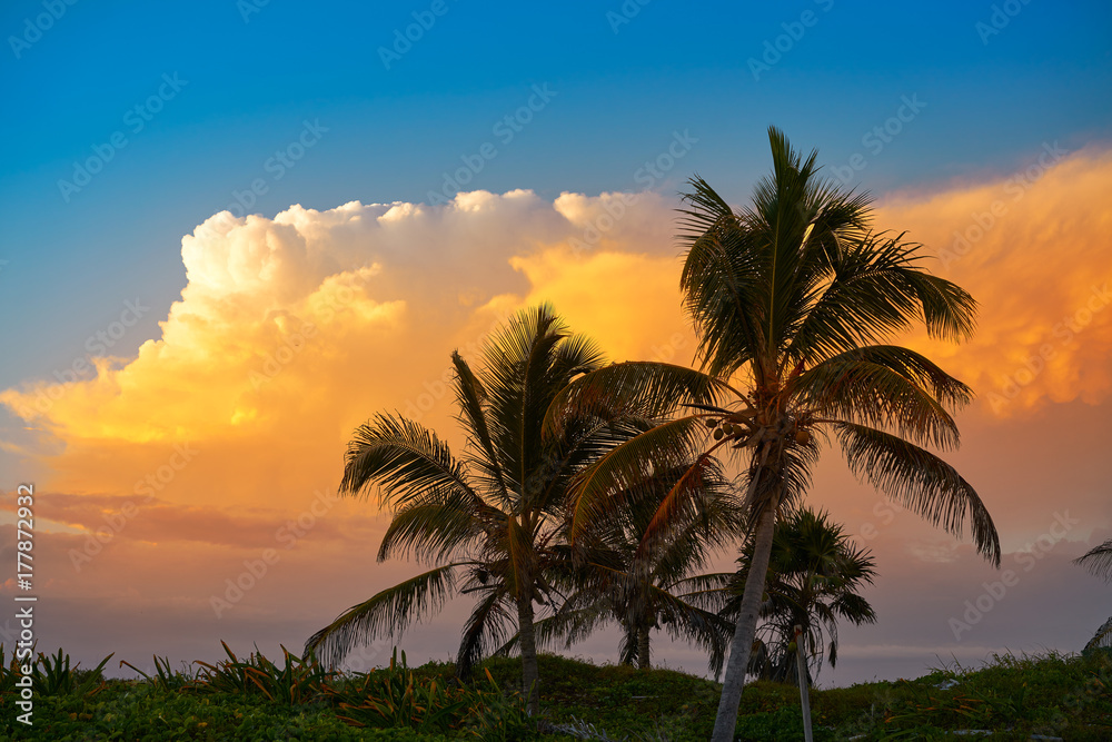 Sunset sky coconut palm trees in Caribbean