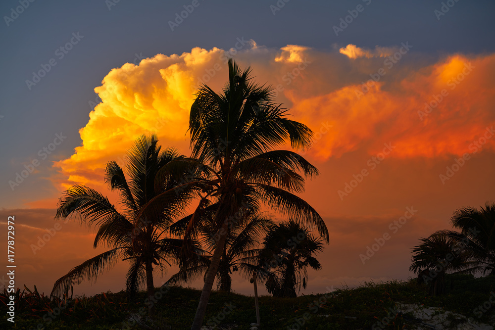 Obraz premium Sunset sky coconut palm trees in Caribbean