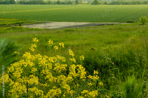 Barbarea vulgaris on green field © evdokimari