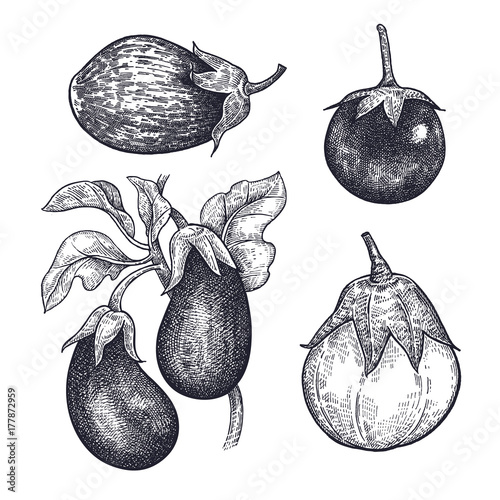Eggplants isolated on white baskground.