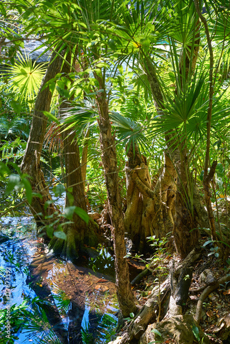 Cenote in Riviera Maya of Mayan Mexico