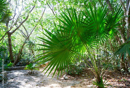 Fototapeta Naklejka Na Ścianę i Meble -  Riviera maya rainforest jungle Mexico