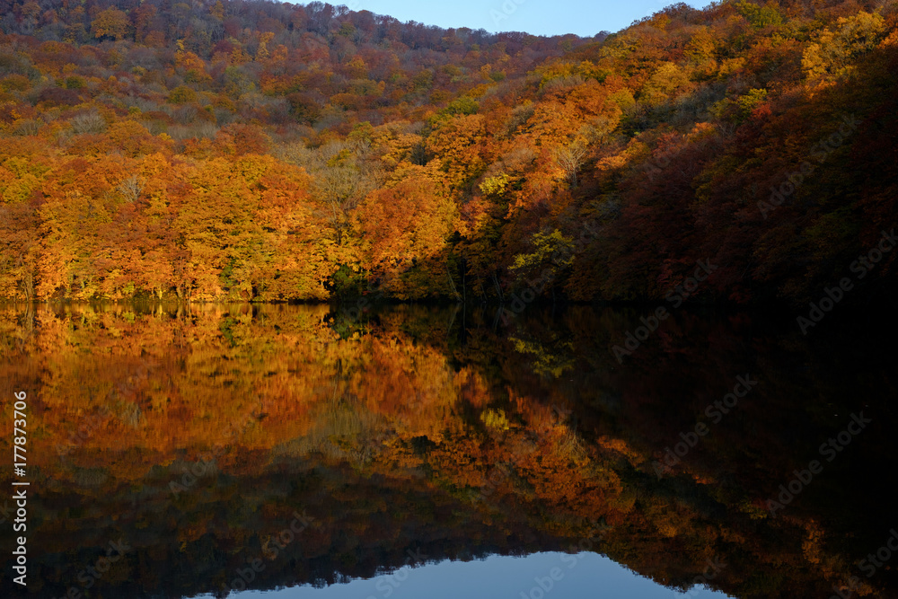 Fototapeta premium 蔦沼