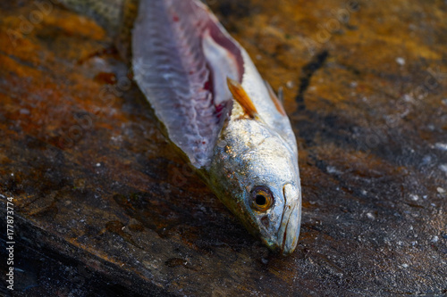 Fototapeta Naklejka Na Ścianę i Meble -  Croaker Corvina fillet fish in Mexico