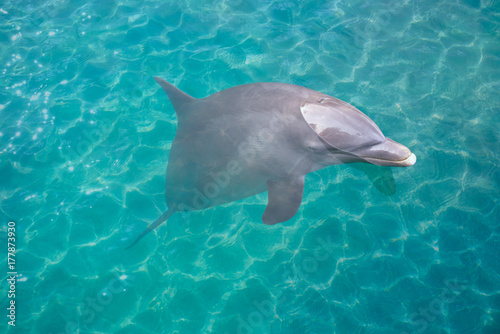 Dolphin in turquoise water photomount