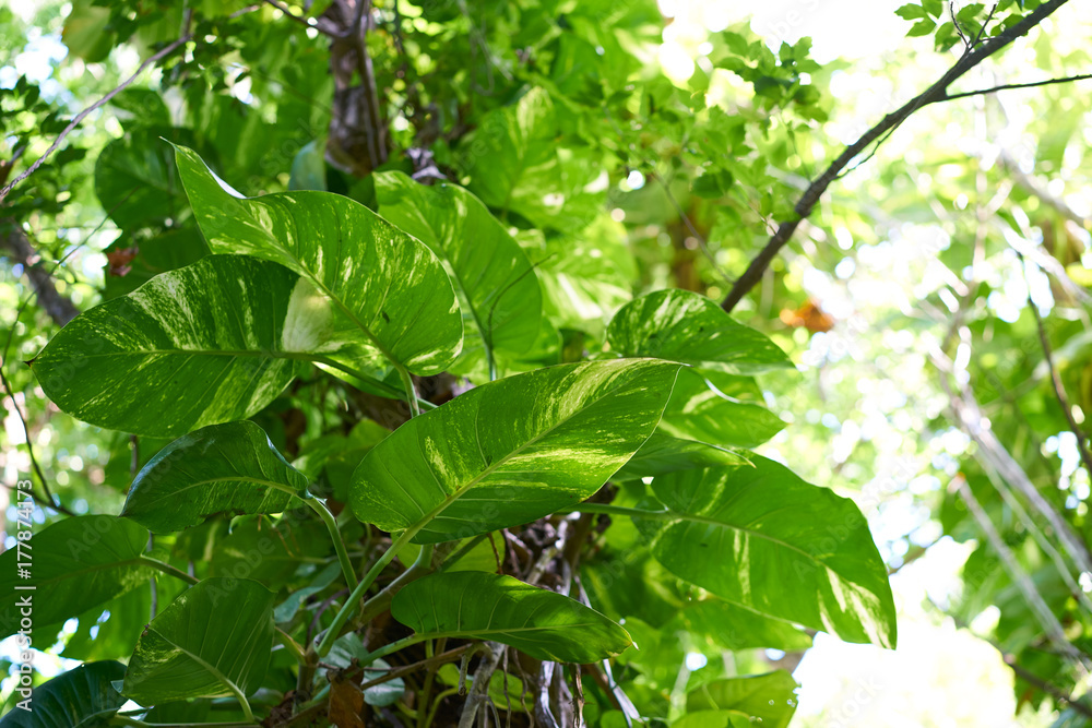 Obraz premium Jungle rainforest in Riviera Maya