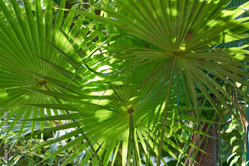 Jungle rainforest in Riviera Maya