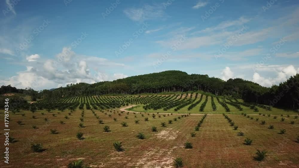 Oil palm trees plantation Oil palm trees plantation
