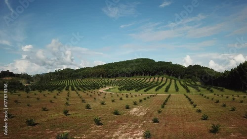 Wallpaper Mural Oil palm trees plantation Torontodigital.ca