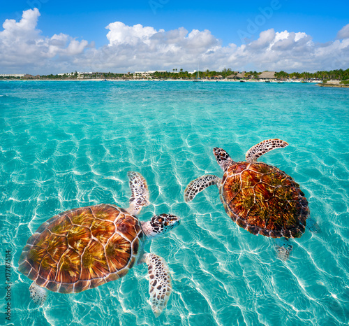 Akumal beach turtles photomount Riviera Maya photo