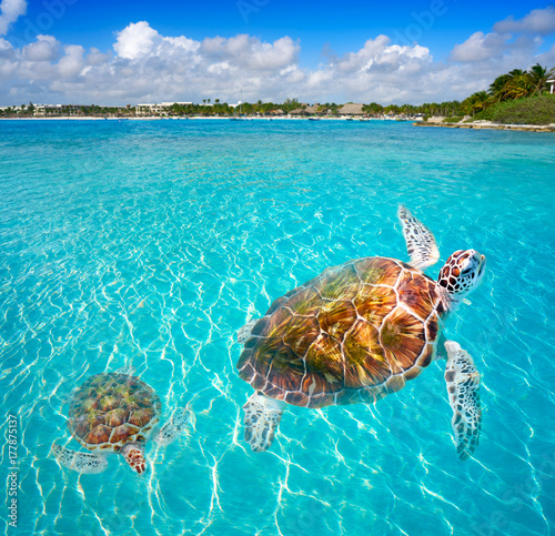 Akumal beach turtles photomount Riviera Maya
