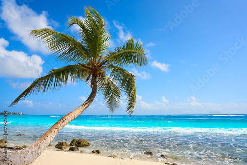 Fototapeta Naklejka Na Ścianę i Meble -  Akumal coconut palm tree beach Riviera Maya