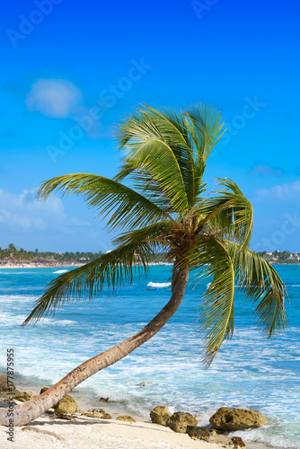 Akumal coconut palm tree beach Riviera Maya