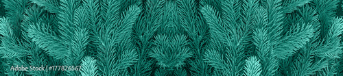 Print op canvas panorama  conifer evergreen fir trees