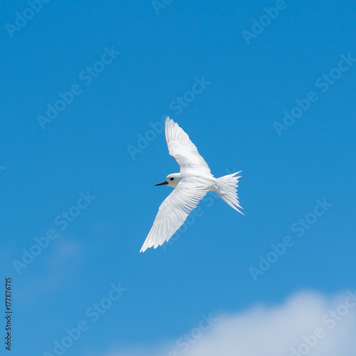 White tern  beautiful white bird flying in blue sky  peace symbol   
