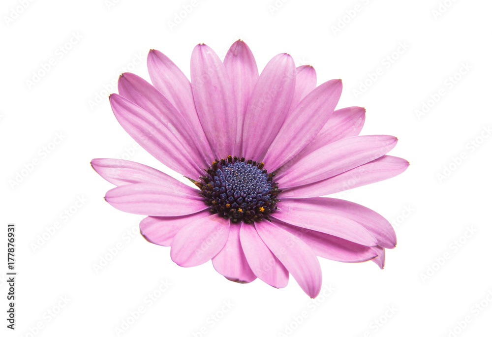 Violet Pink Osteosperumum Flower Daisy