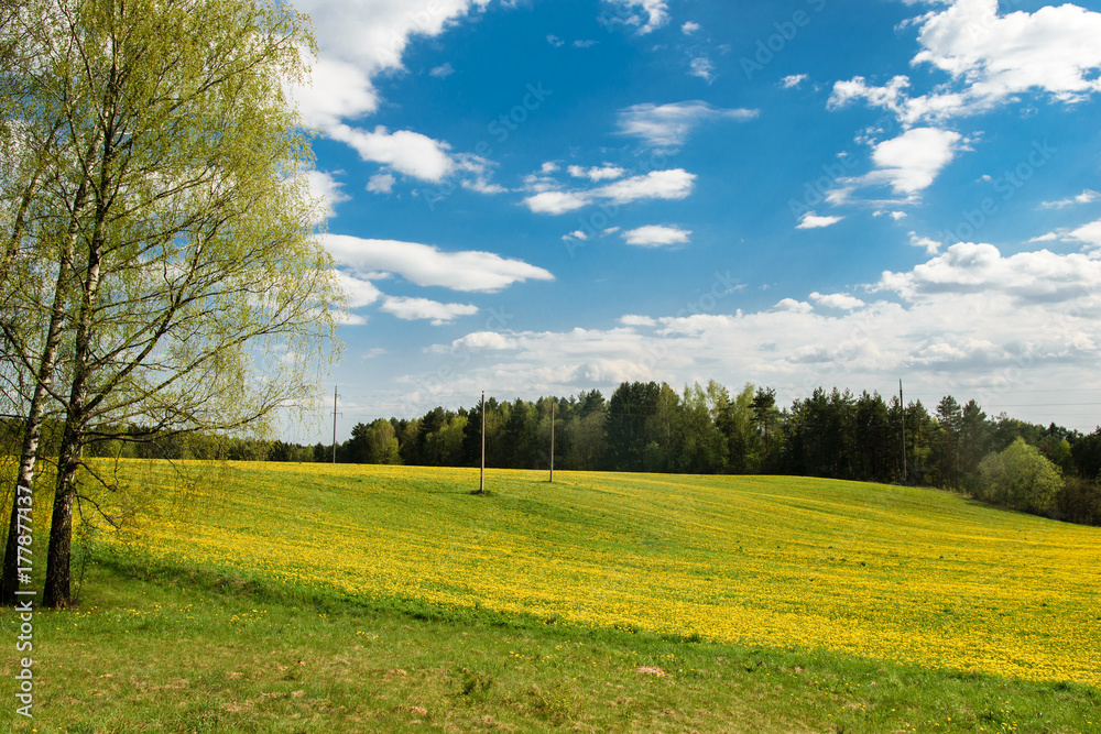 Yellow field of dandelions in Belarus