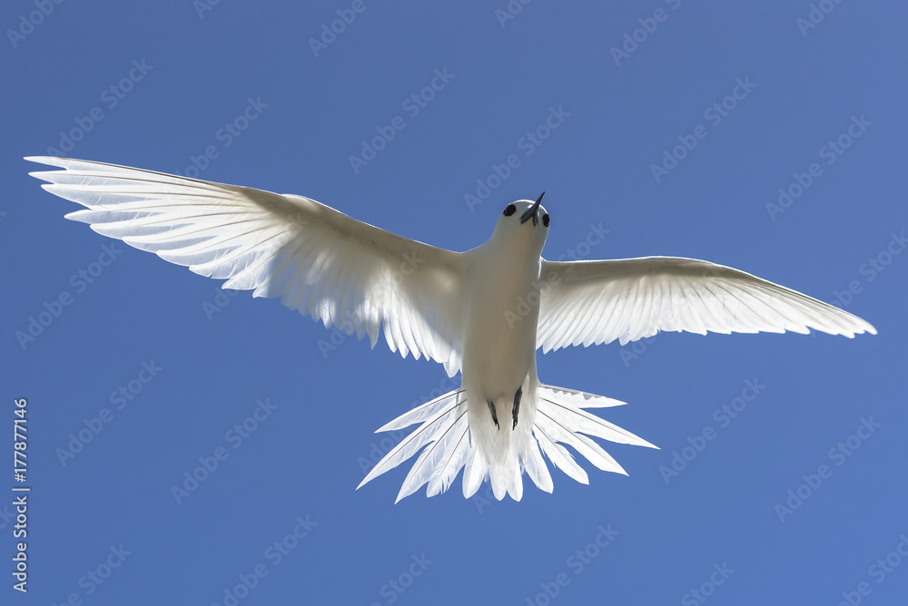 Fototapeta premium White tern, beautiful white bird flying in blue sky, peace symbol 